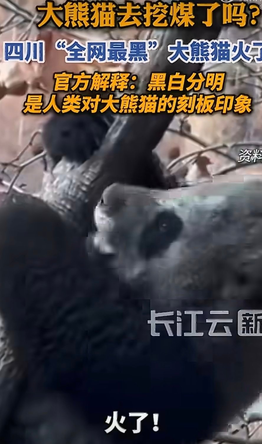 全网最黑大熊猫是自己玩脏的全网最黑大熊猫火了，官方回应太好笑：不是变异，是它自己