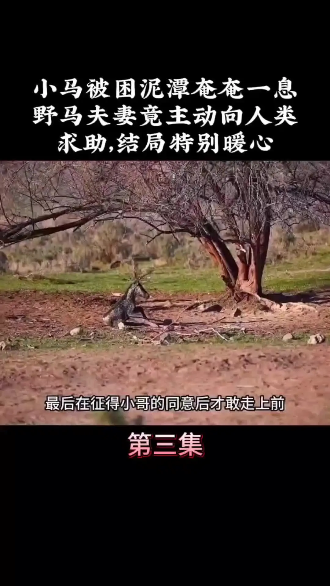 我的观影报告 内容启发搜索 动物的迷惑行为 野生动物零距离 万物皆有灵性