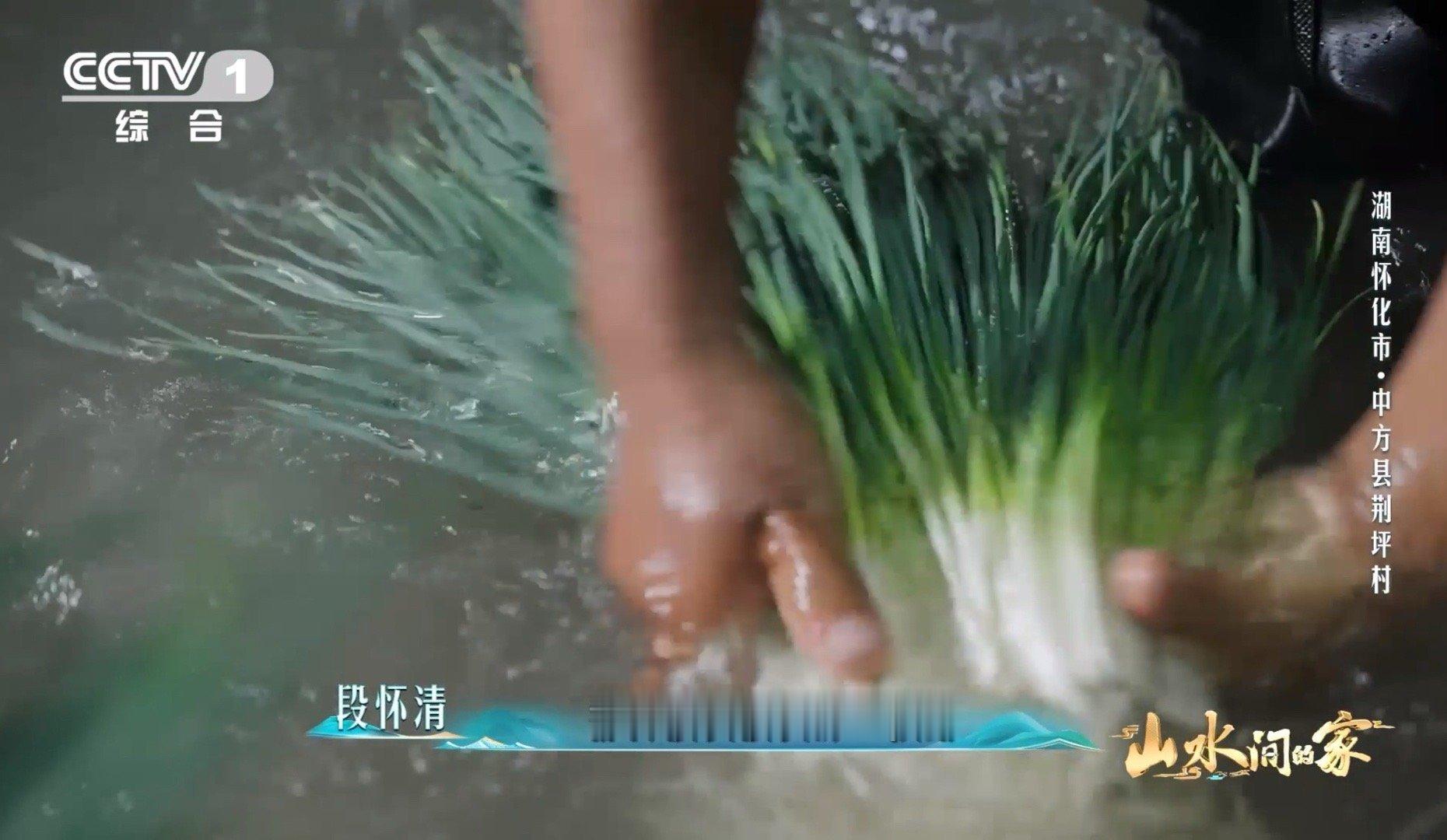 香葱早上也要梳头湖南村民给香葱做颜值管理湖南老乡给香葱做“颜值管理”也太绝了！先