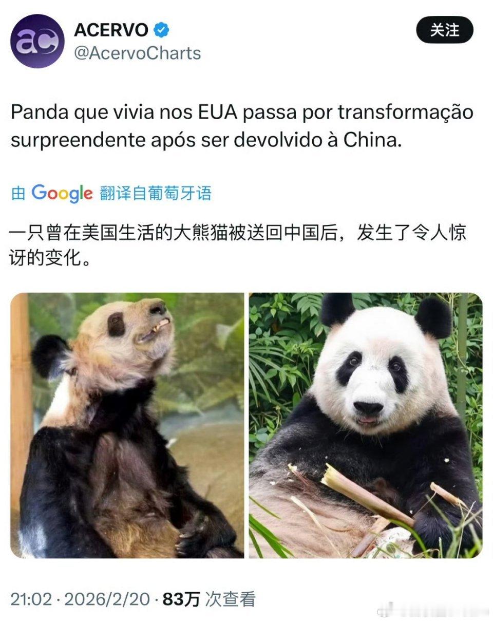 大熊猫，中美对比 