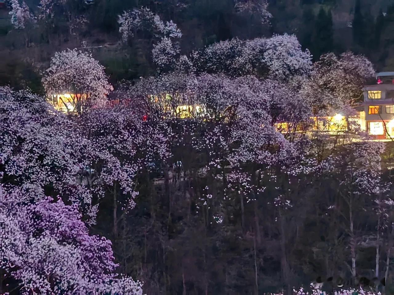 🌸江油戴天山2026年赏辛夷花·出行提醒
3月14日—29日实行交通管制
🚗