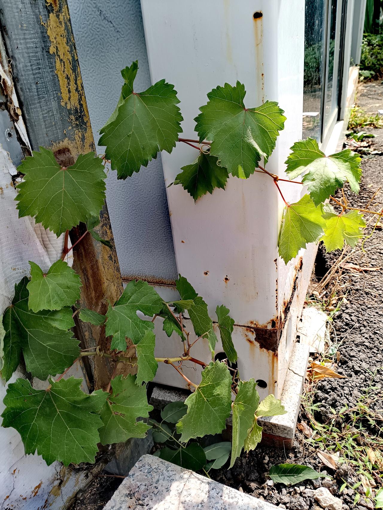 荒寂板房的水泥缝隙间，无人照管的野葡萄兀自抽枝展叶，于坚硬冷硬的砖石间倔强舒展满