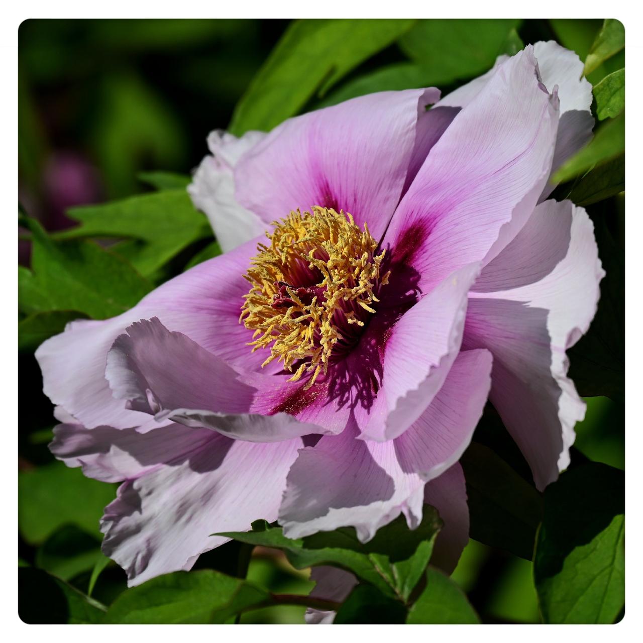 景山公园拍牡丹