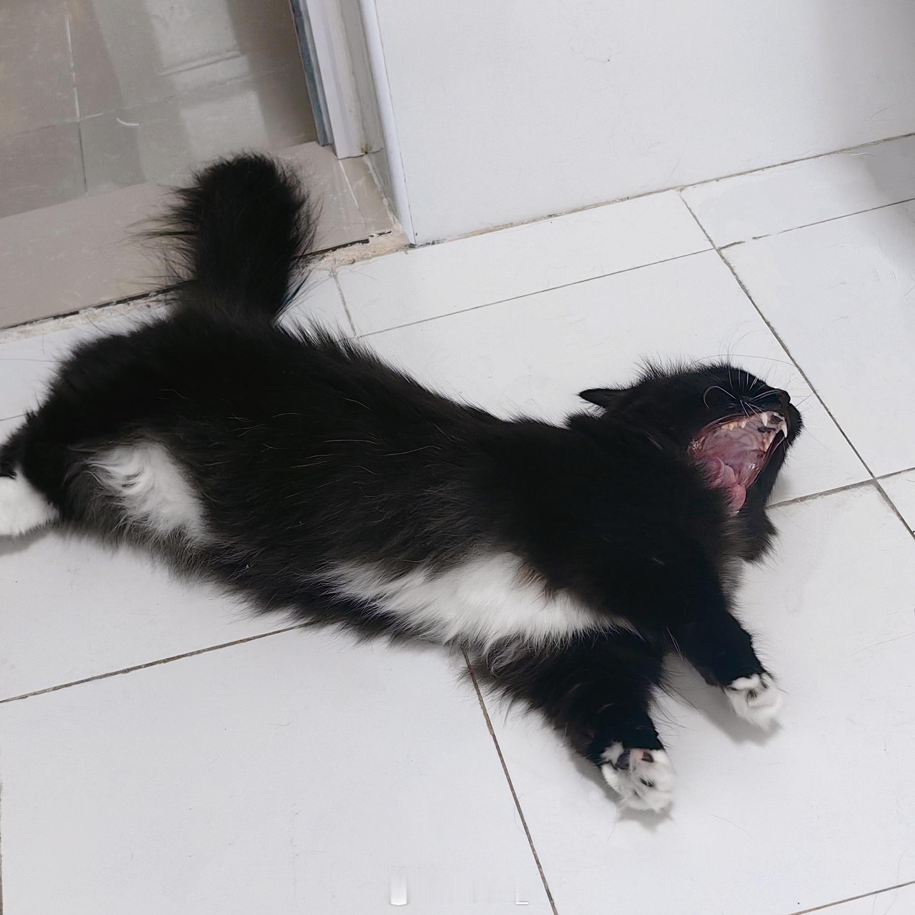 蛇 ​​​