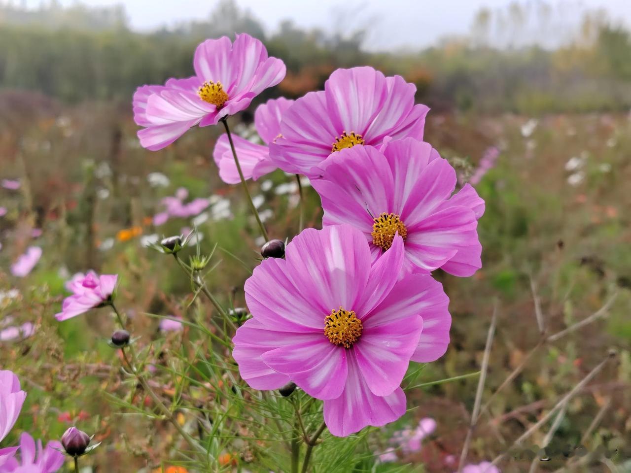 哇，这片花海也太治愈了吧！🌸