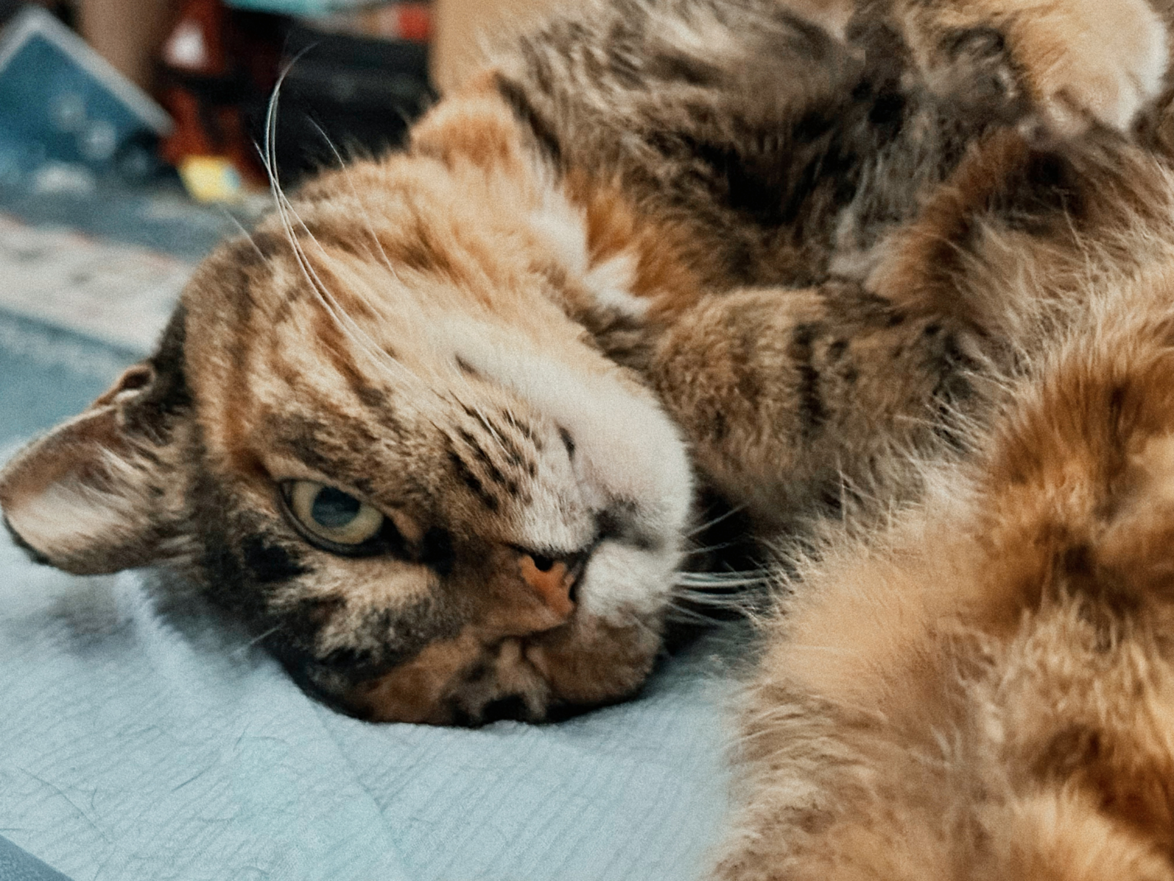 （推算）老猫 