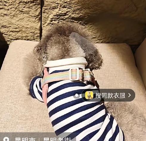 养狗的越来越丧心病狂了！

刚刚又刷到一条视频，5月3日，一个男的堂而皇之带着一