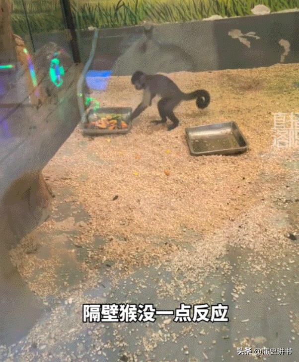万万没有想到，内蒙古，一女子去动物园看猴，期间就发现一只单独关着的小猴子特别可爱