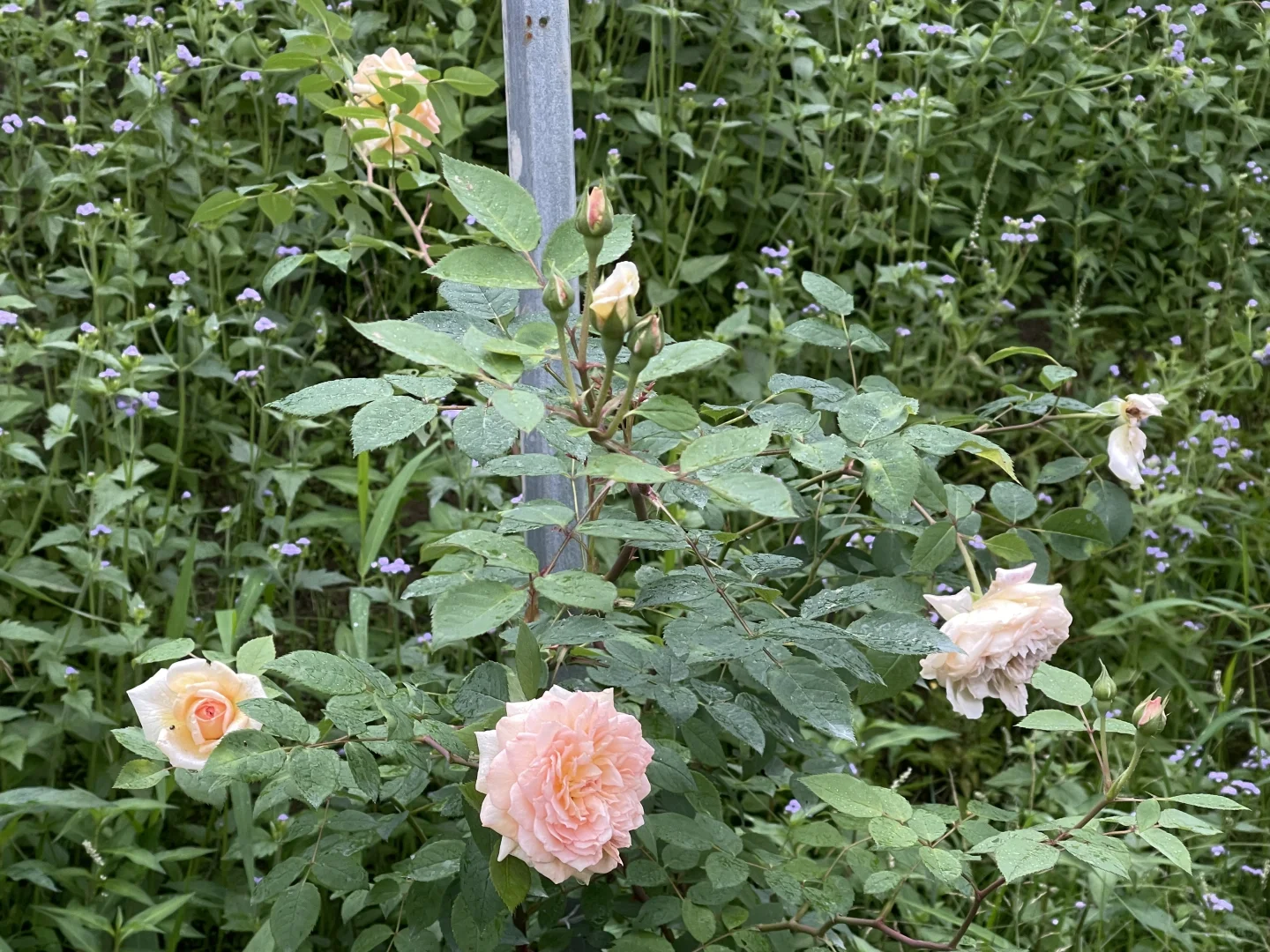 奥斯汀芭斯希芭复花