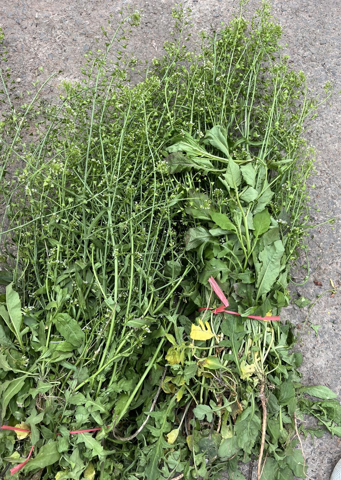 现在，晓得为啥四川春天不挖荠菜，挖折耳根了吧！

四川，春天的荠菜已经开花结出心