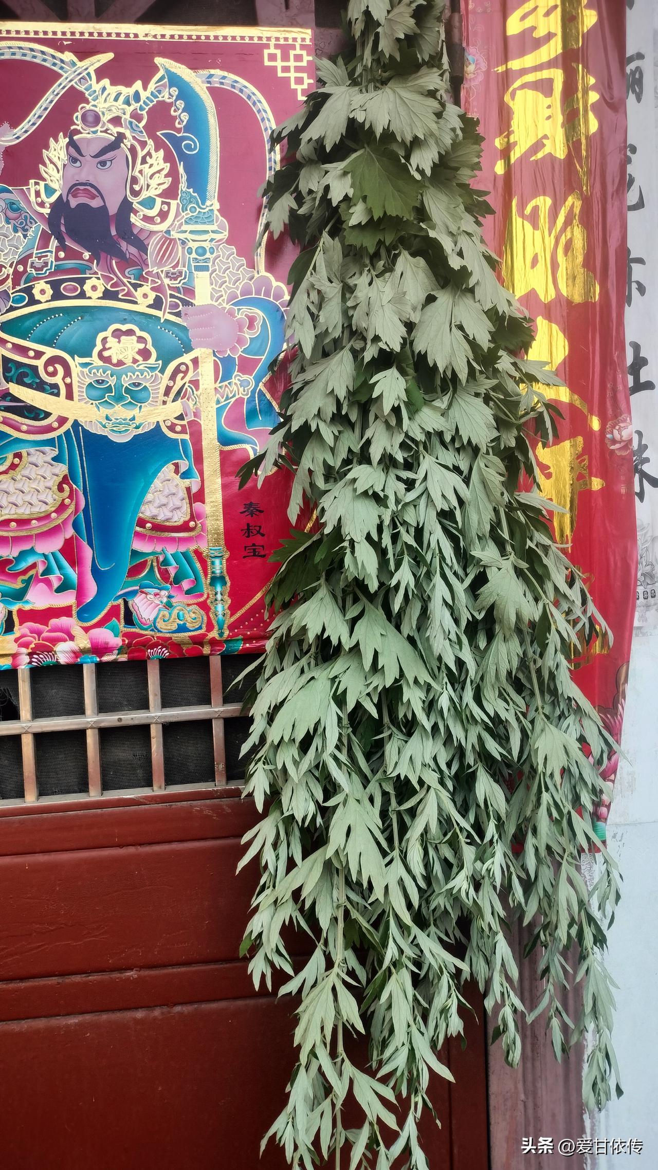 明天就是端午节了，你们那里有收割艾草挂大门前驱蚊虫的习俗吗？记得以往公爹都是端午