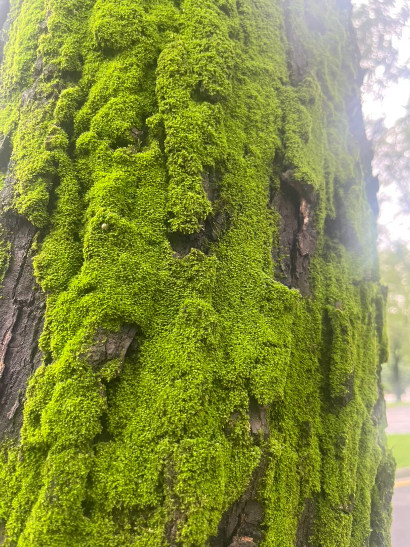 今年的雨也不是特别多，但路上的树干上竟然长青苔了 