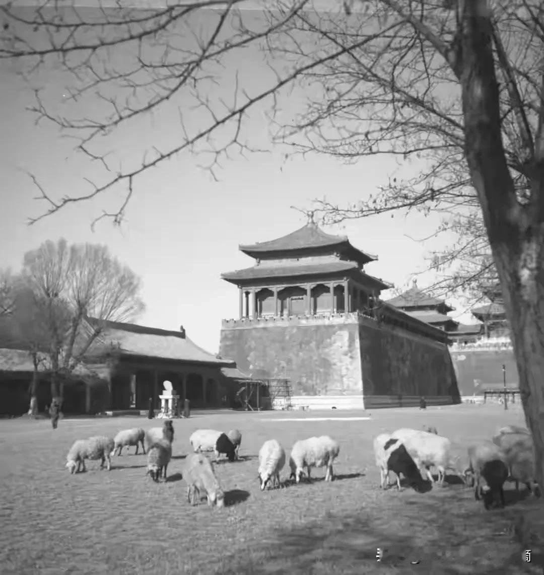 旧中国的北京故宫，里边成了放羊的地方。