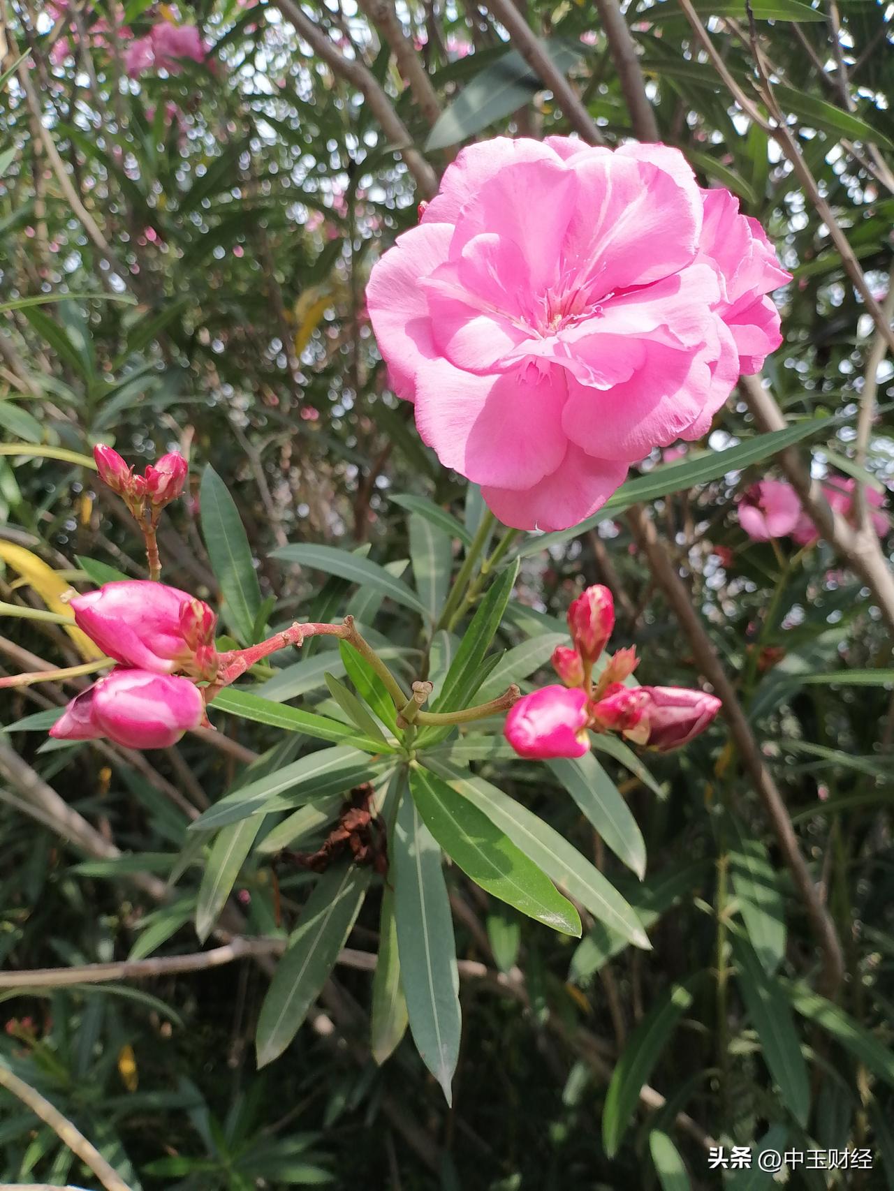 记录我的2026湖边的花朵！姹紫嫣红，粉色的，黄色的，白色的，红色的，蓝色的可谓