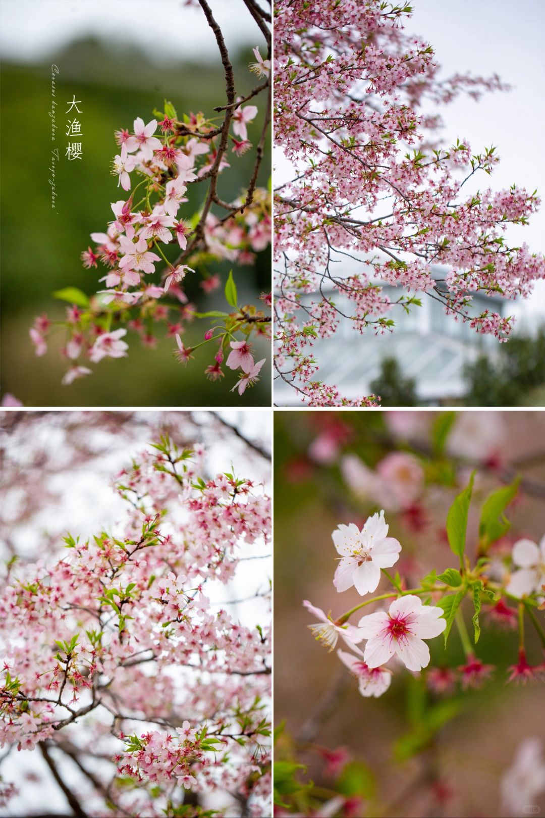 樱花🌸依旧——【大渔樱