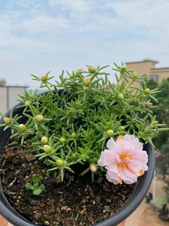 菊花盆里长出的太阳花，感觉好久没有种它了