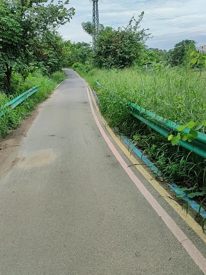 上周六绕着家附近的老公园散步，误打误撞钻进了一条藏在香樟林里的小道，顺手拍了张照