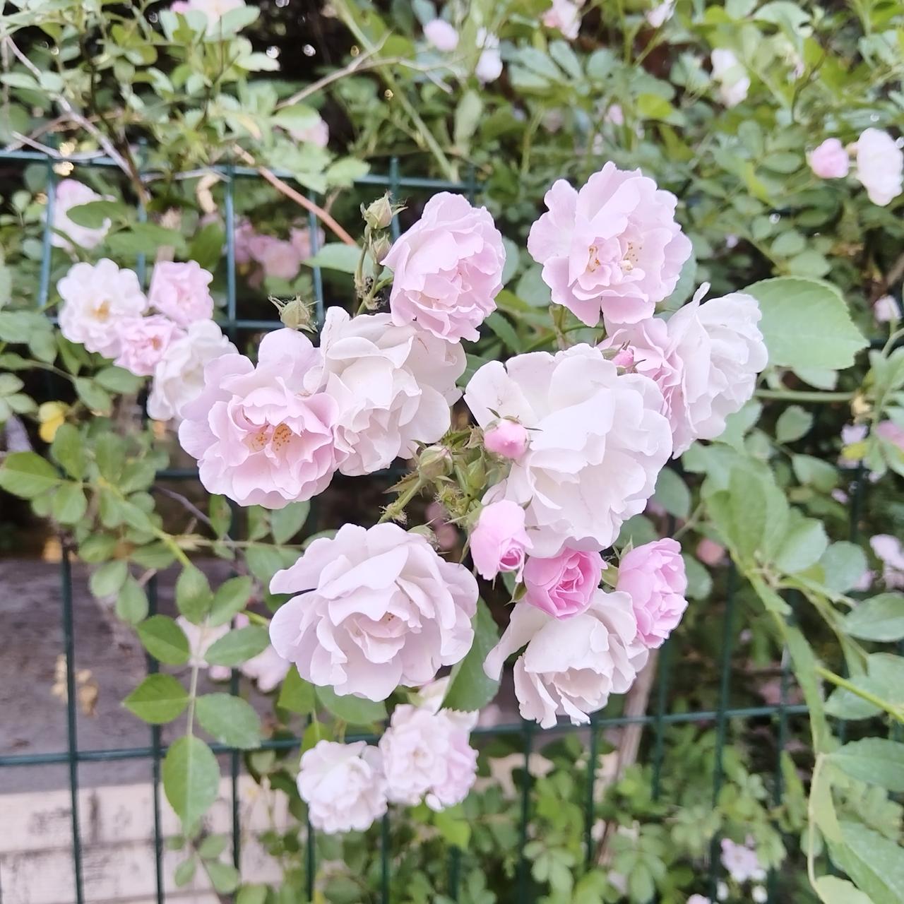蔷薇花盛开