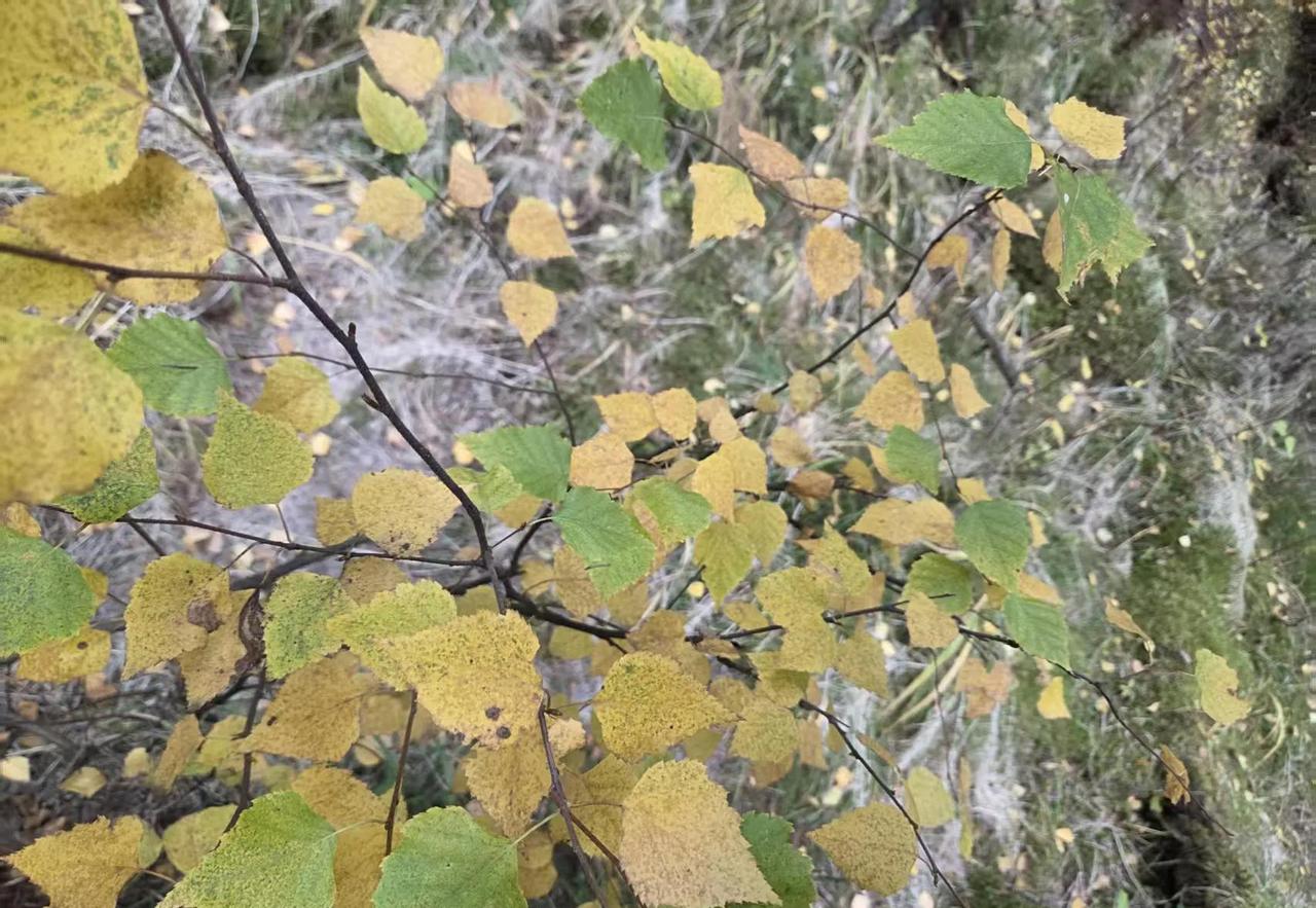 万恶的NPD，毫无共情与同理心，总把过错推给他人，自己则置身事外。

NPD