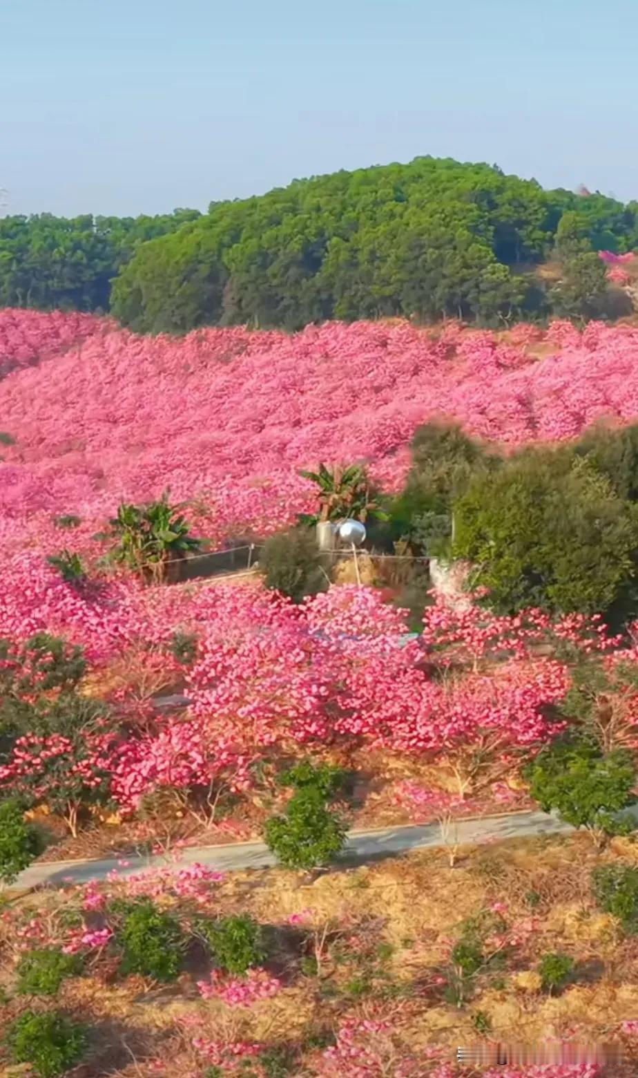 江门紫花风铃真的美到犯规！前阵子去江门，亲眼见到那一片紫花风铃，瞬间被惊艳。
一