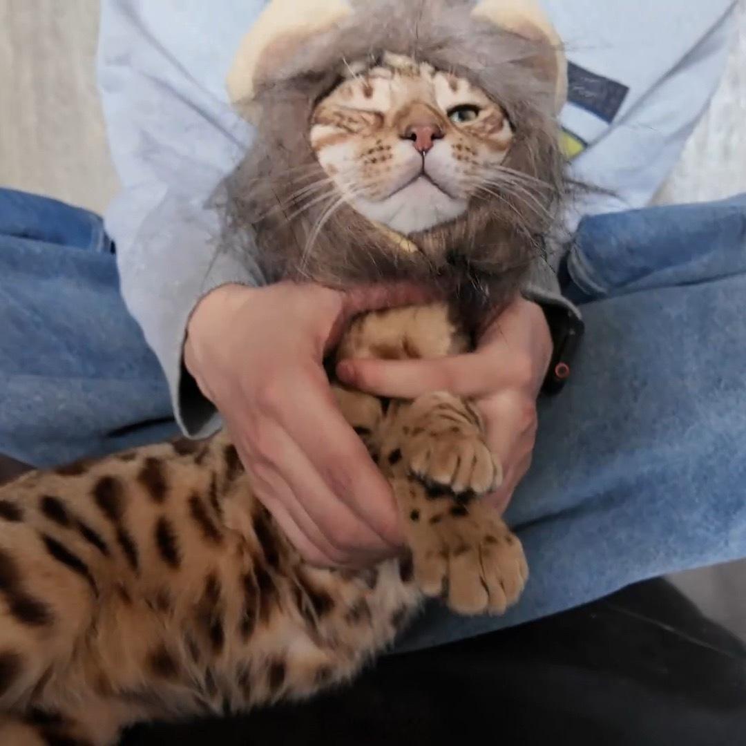 哎呀 