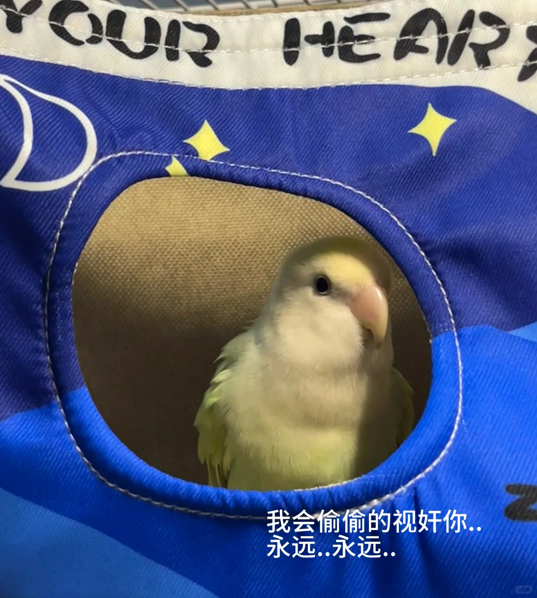 牡丹鹦鹉鸟窝推荐！