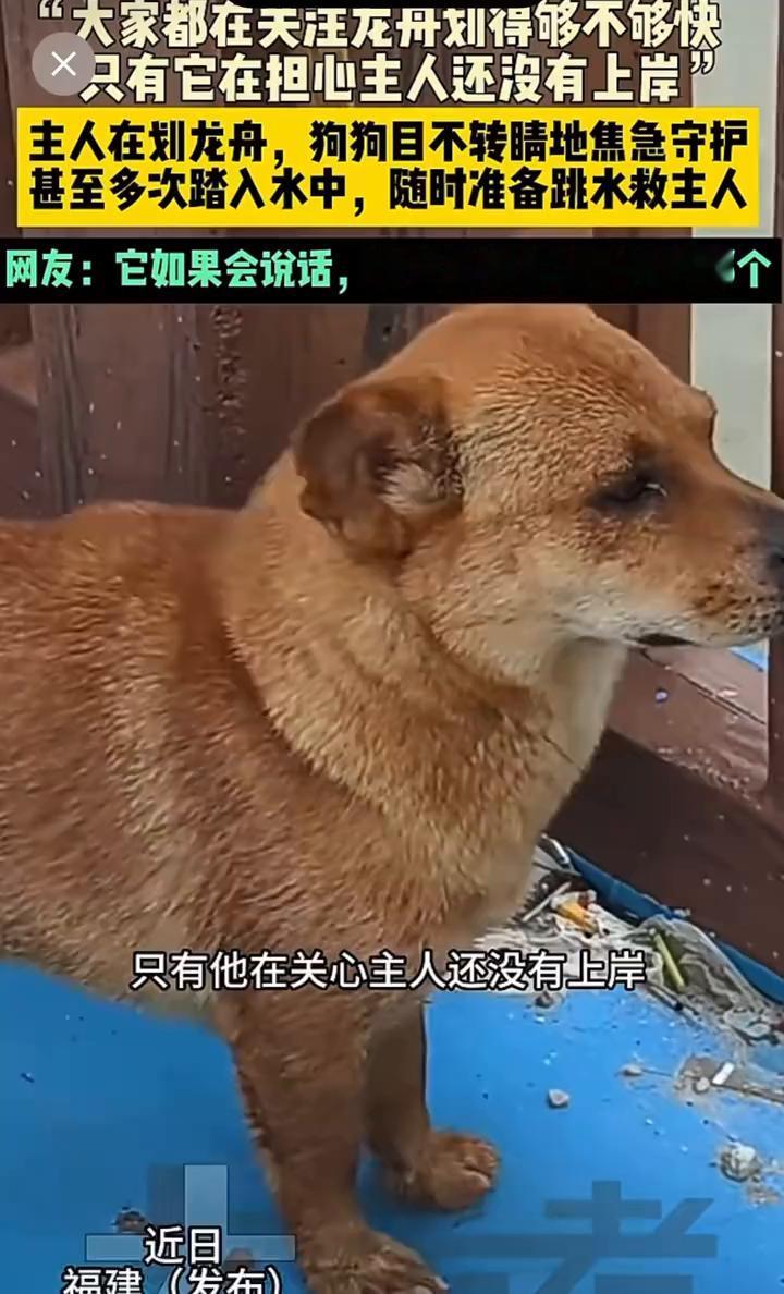 大家都在天注龙舟划得够不够快？只有它在担心主人还没有上岸。
主人在划龙舟，狗狗目