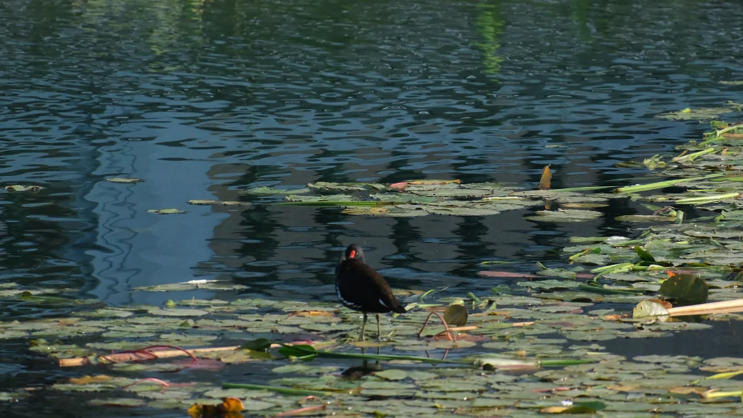 原来莫奈是写实派