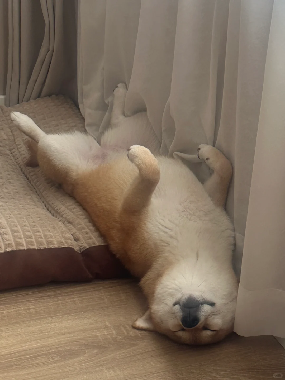 谁教你这么睡的！！！太可爱了！