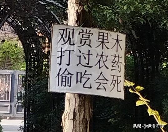 这是不是忒狠了？
打药没打药不要紧，关键是后面的一句，不过还真管用，小区山楂树有