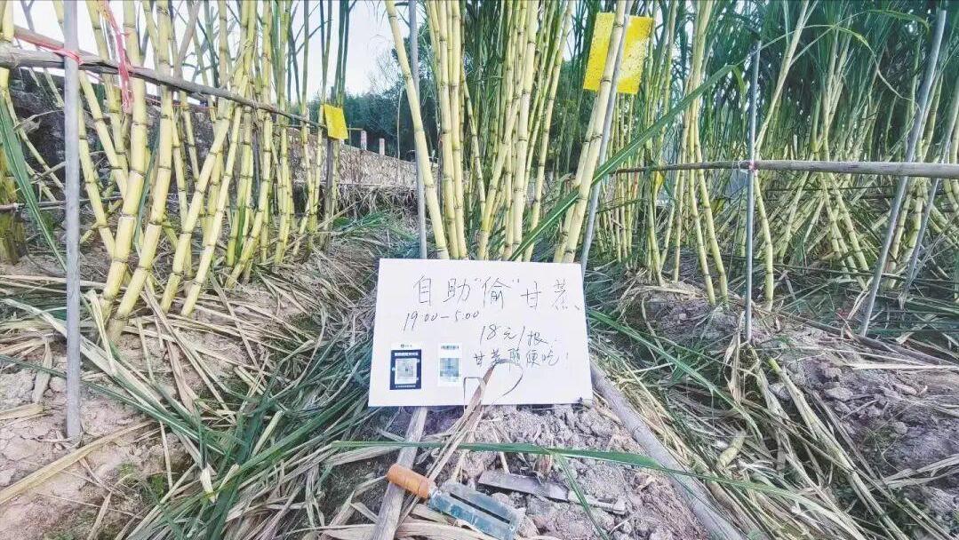 你小时候偷过甘蔗没？浙江绍兴一小伙儿把偷甘蔗做成生意了，说是自助偷甘蔗，实际上呢