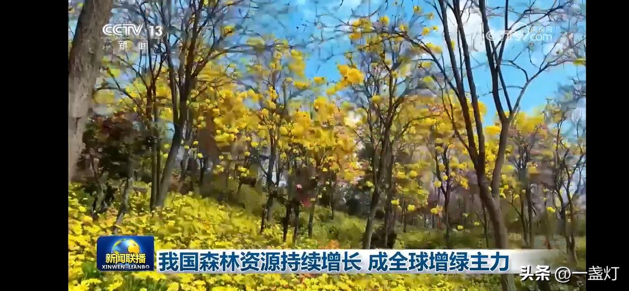 我国森林资源持续增长成为全球增绿主力