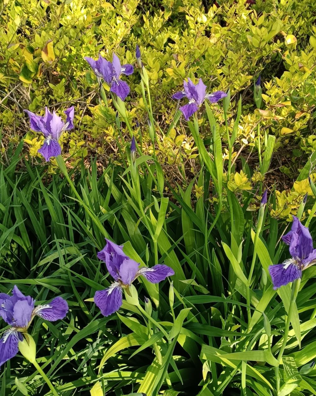 鸢尾紫漫上枝头，是春天独有的浪漫信笺💜