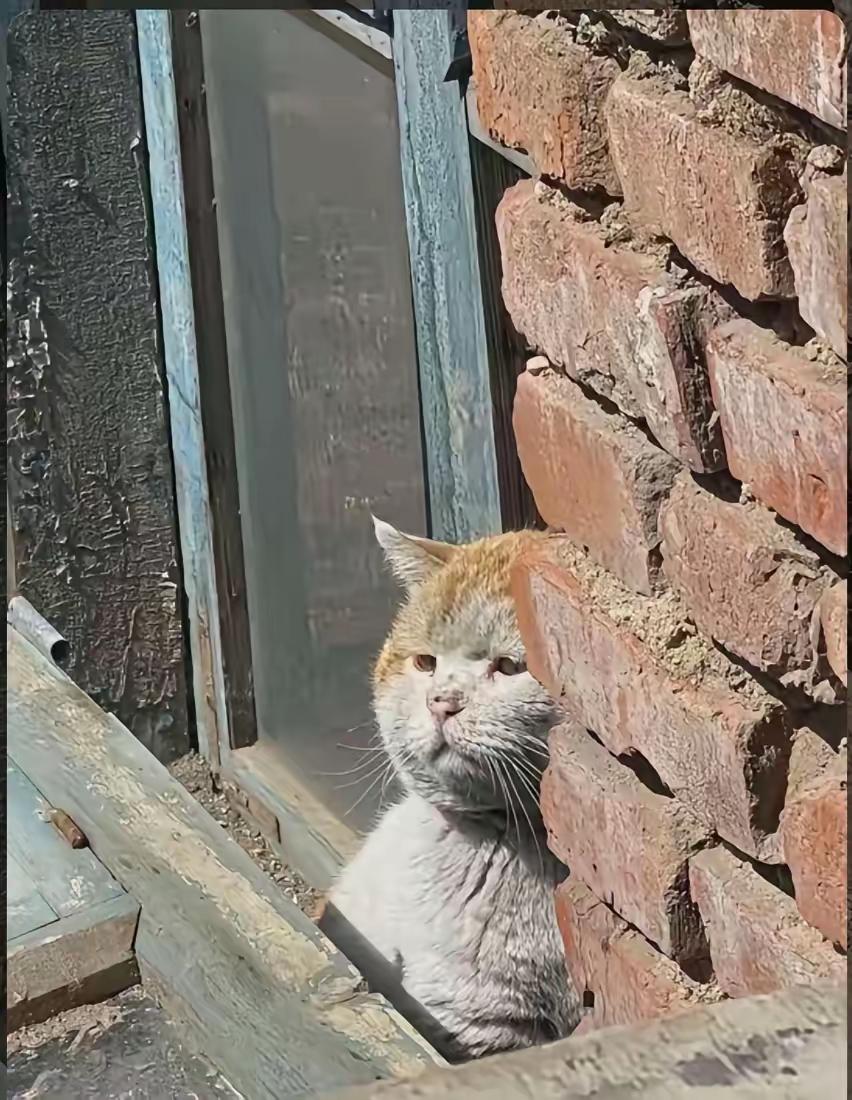 这只猫像一个生活贫困的农妇，眼里无光，认为生老病死、荣华富贵都是命中注定，接受了