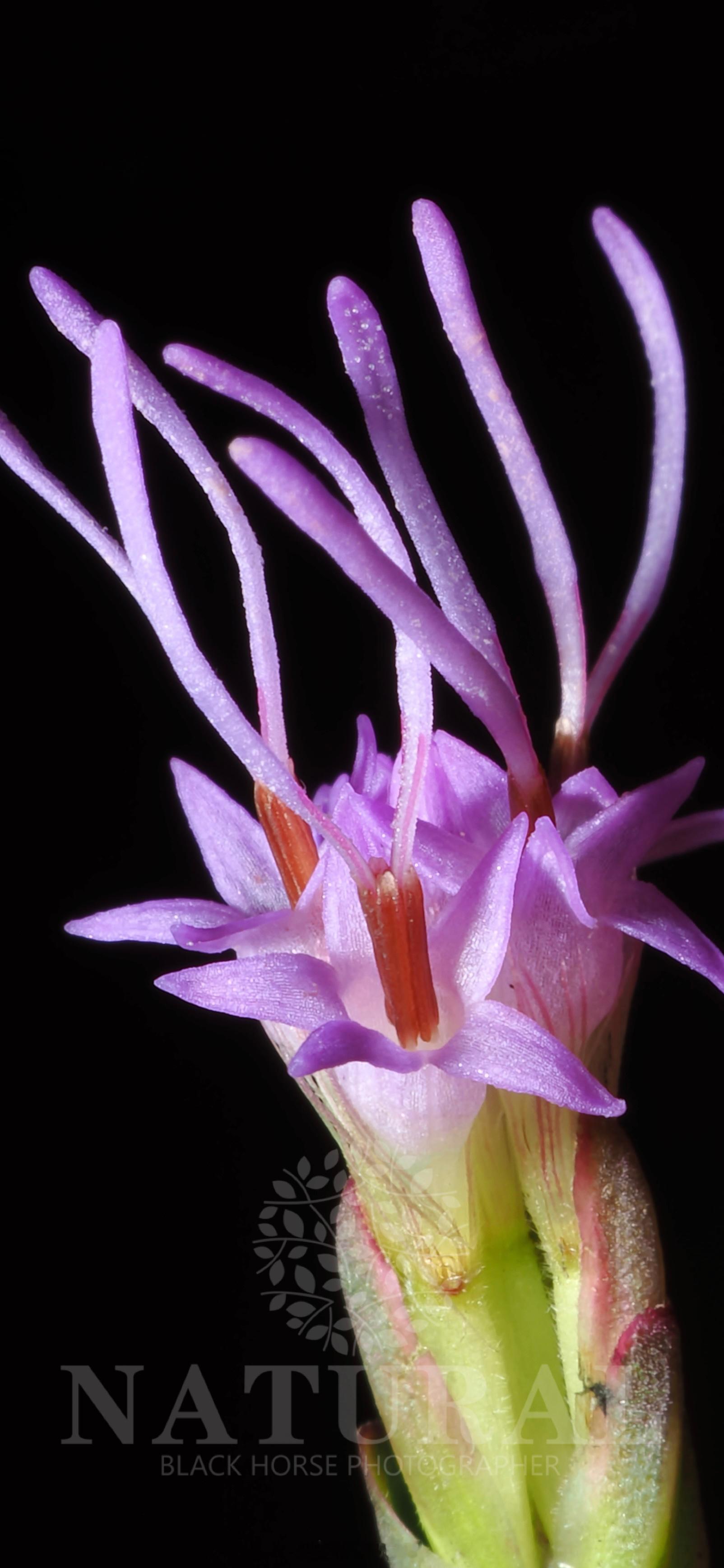蛇鞭菊 Liatris spicata 菊科 蛇鞭菊属 