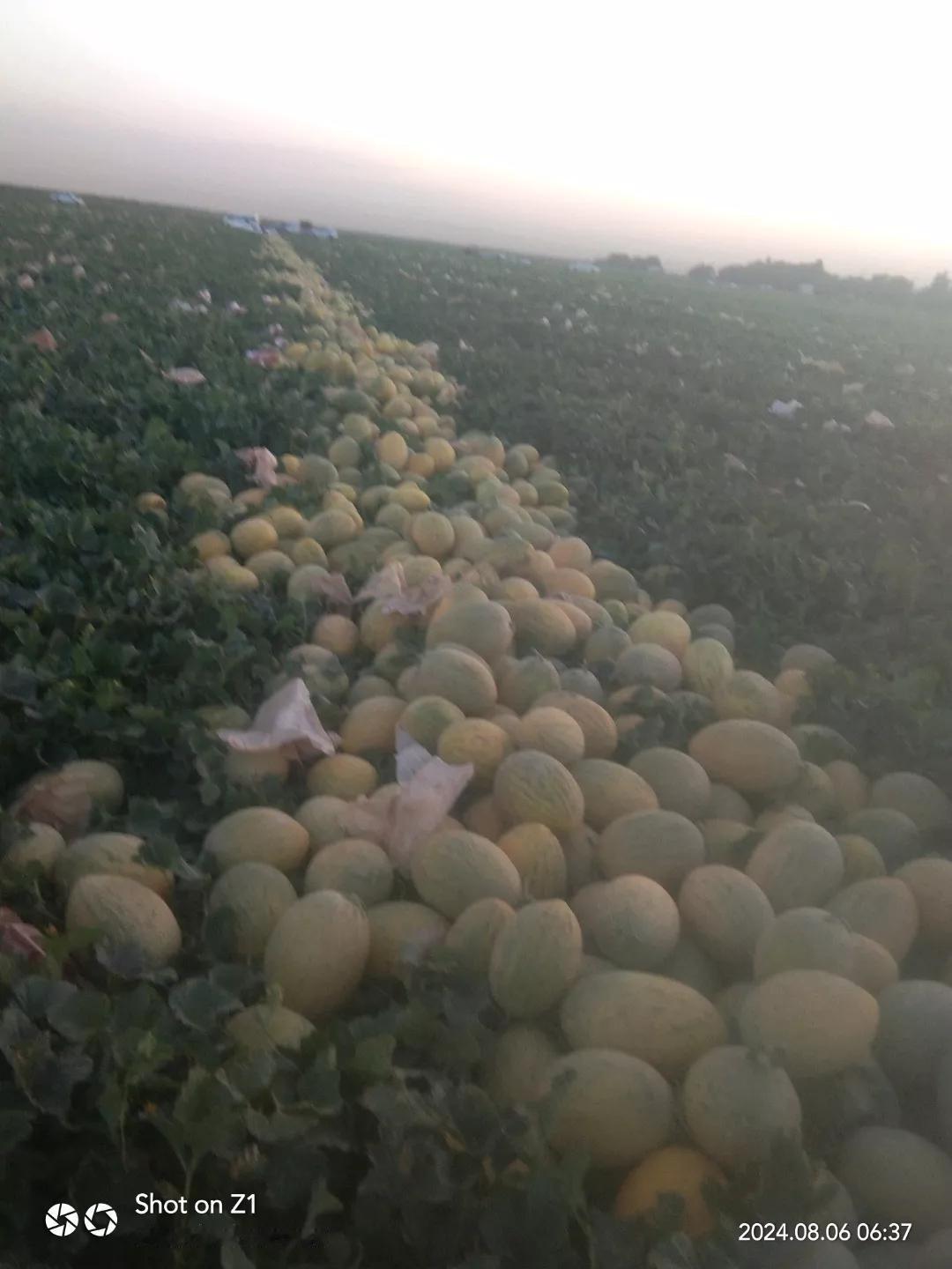 是不是先有的喉咙痒，后吃的哈密瓜，这个得弄清楚。
哈密瓜是一种含糖量偏高的水果。