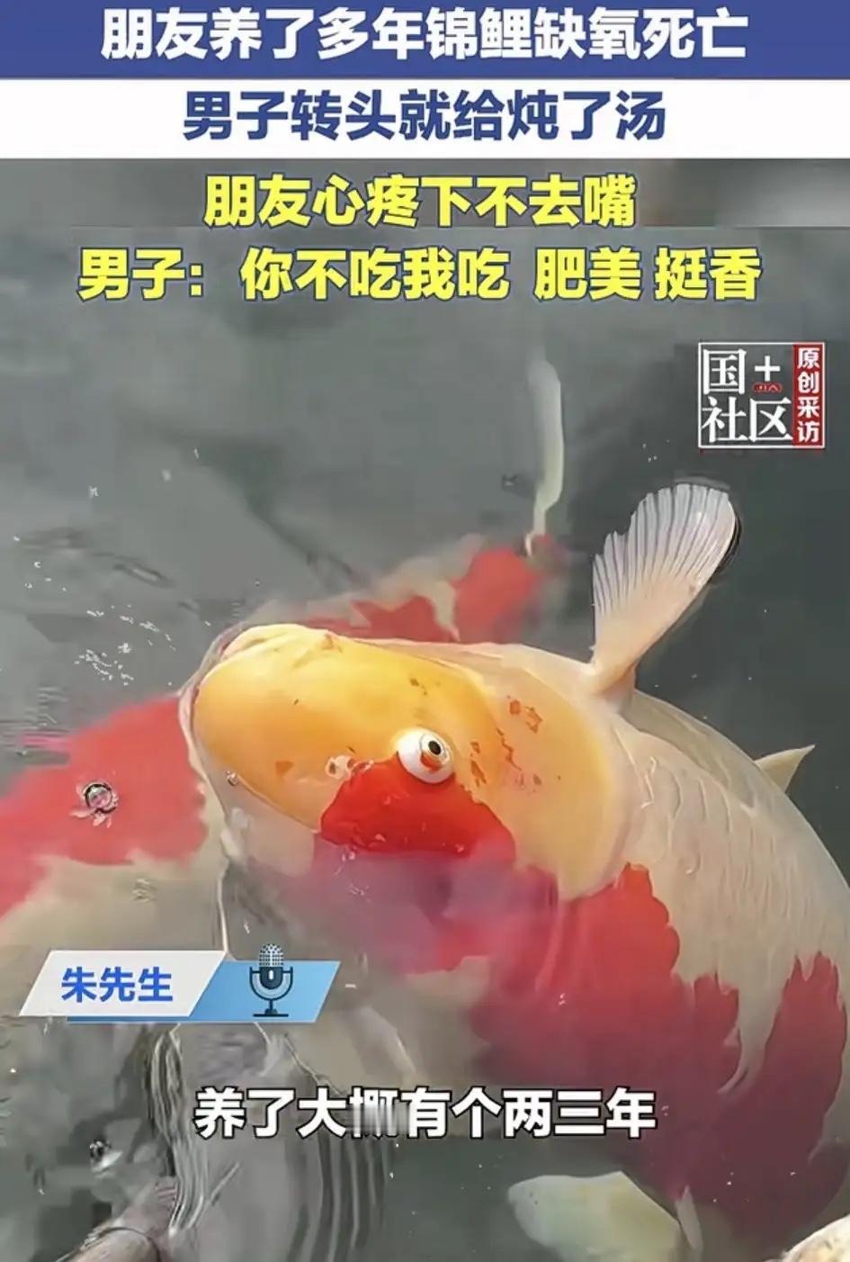 5月9日长江云新闻消息，山东滕州有位男子，其朋友精心养了两三年的锦鲤，因缺氧不幸