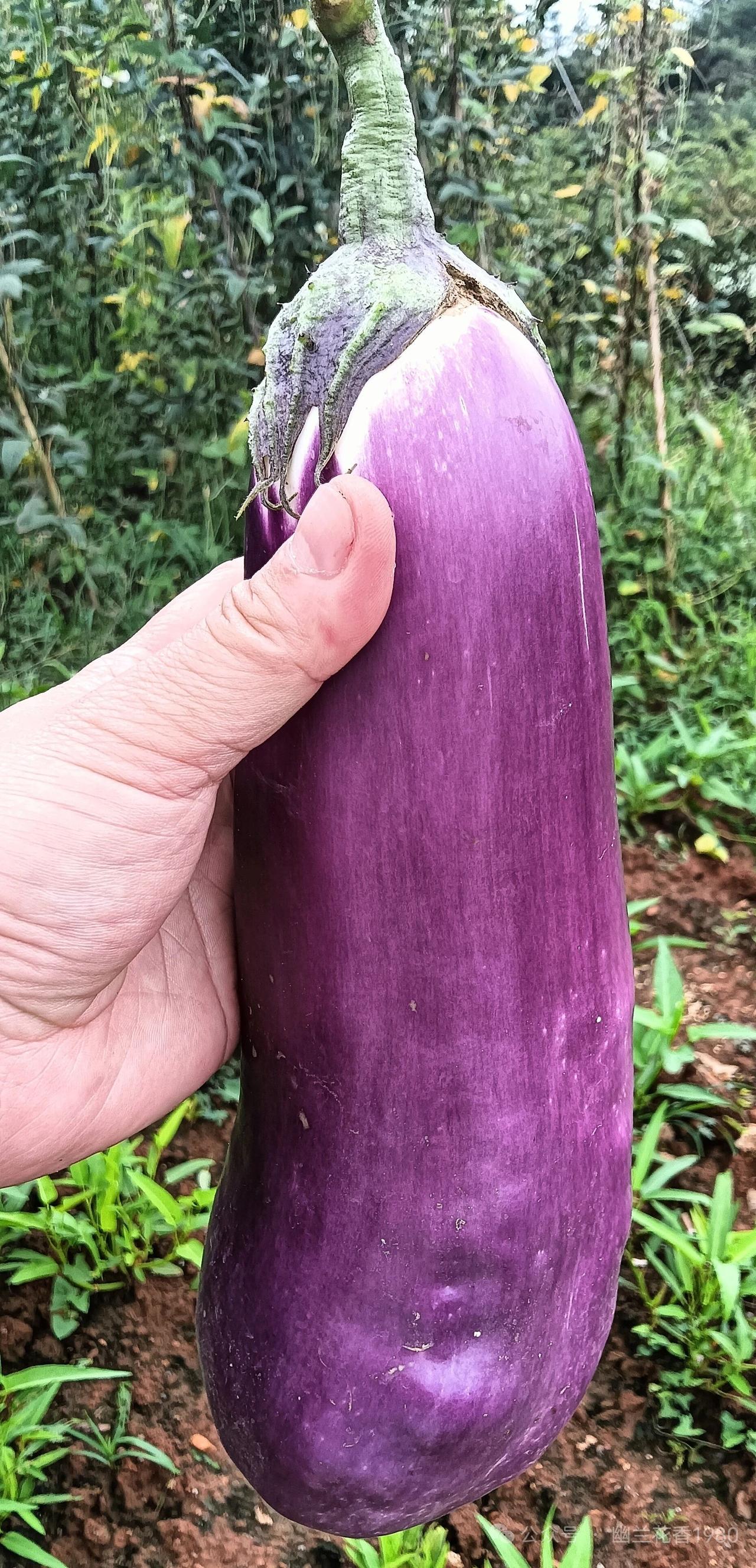 这茄子够大吧？一个人一顿够吃吗？

这茄子够大吧！刚在菜园摘的，被茎叶挡住了，实
