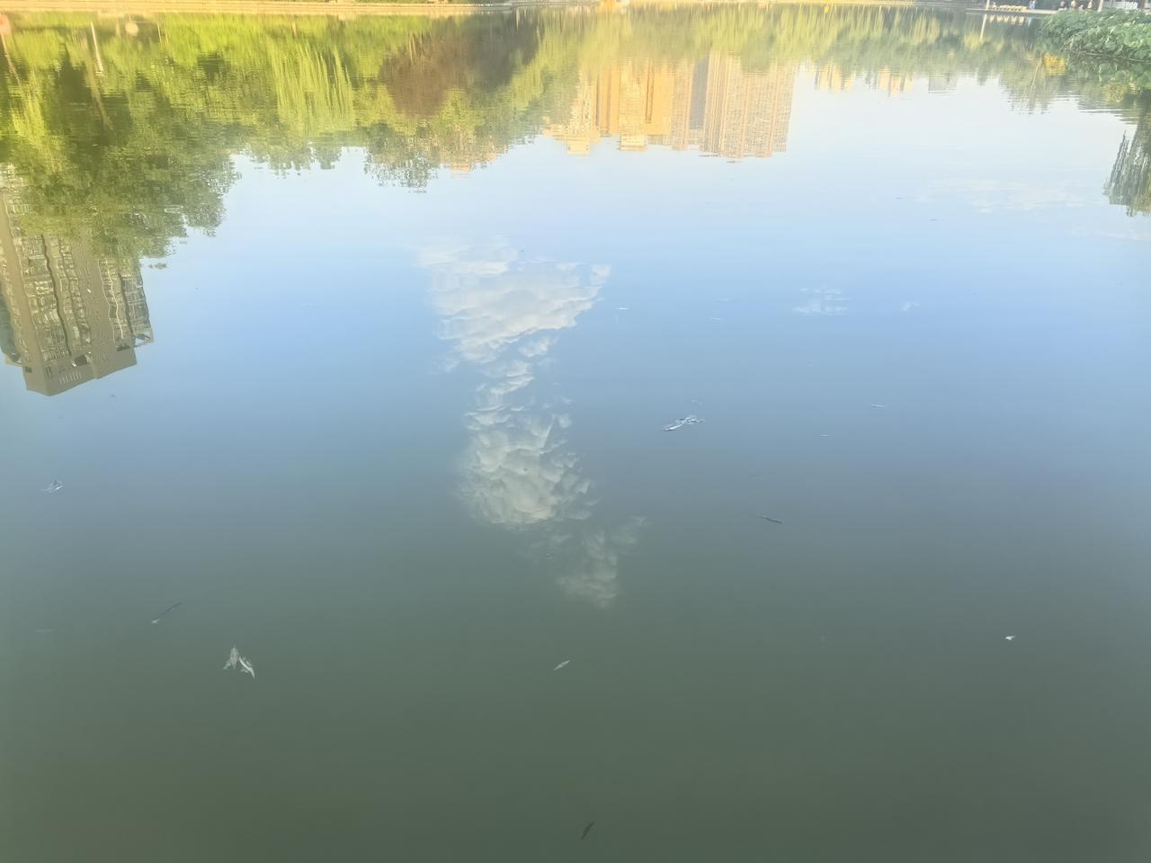 遇见“云倒影”

[玫瑰][心][玫瑰]

今早在湖边晨练，可算开眼了！那湖面上