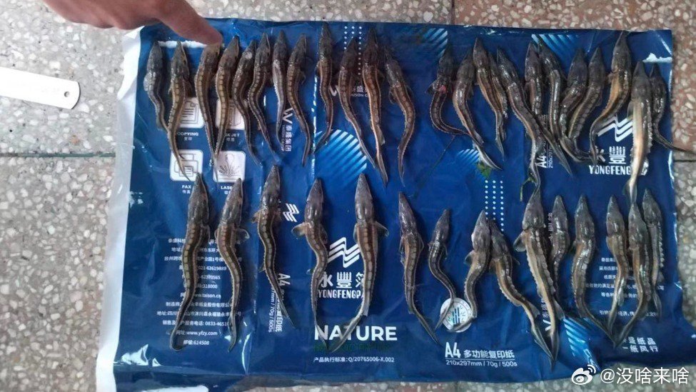 非法捕捞 必须严惩......凤凰新闻【2男子非法捕捞101尾长江鲟获刑，被捕幼