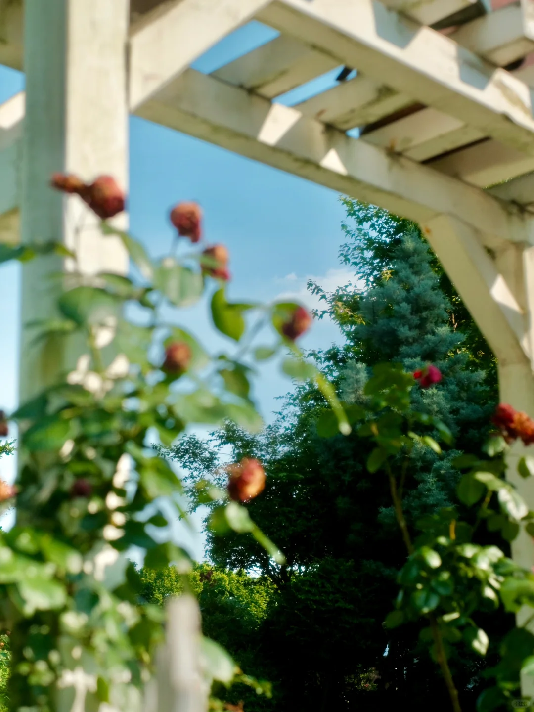 “Summer Fantasy of Lush Greenery”