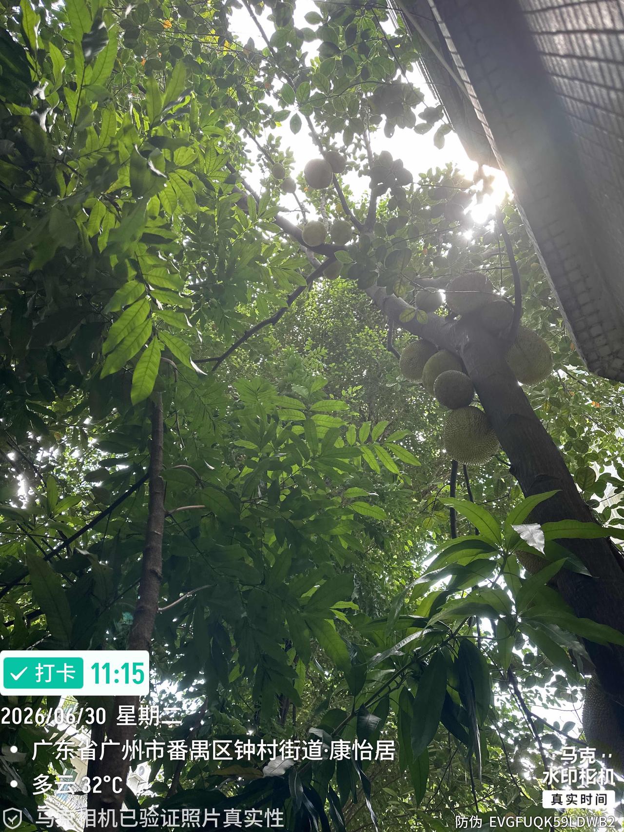 阳台上的大树菠萝进入盛果期，去年结了三十多个果子，今年结的不比去年少，再过一个月