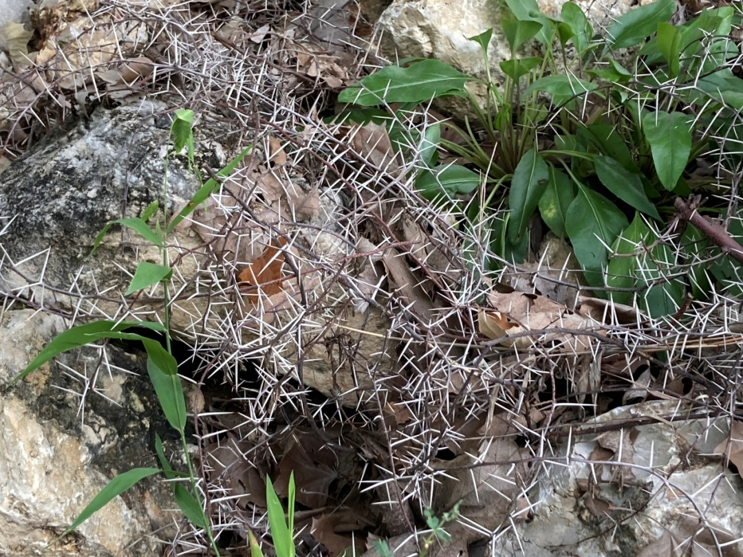【哪里的植物最不好惹？】如果从全球尺度来看，我们会发现一个有趣的规律：带刺植物往