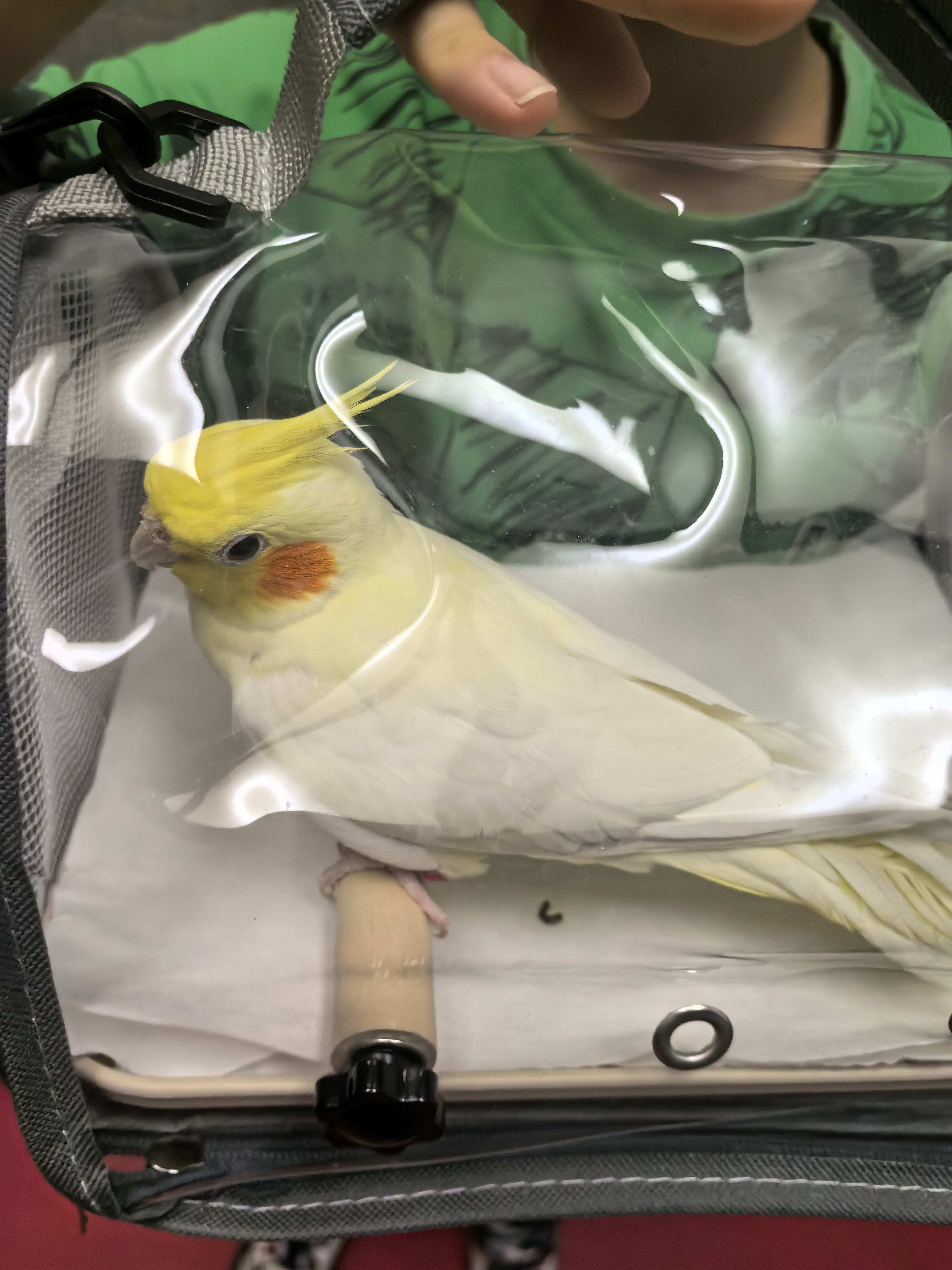 玄凤鹦鹉 明儿要出门，给小鸡送回她自己老家寄样几天好家伙，一回到笼子里就霸占食盆