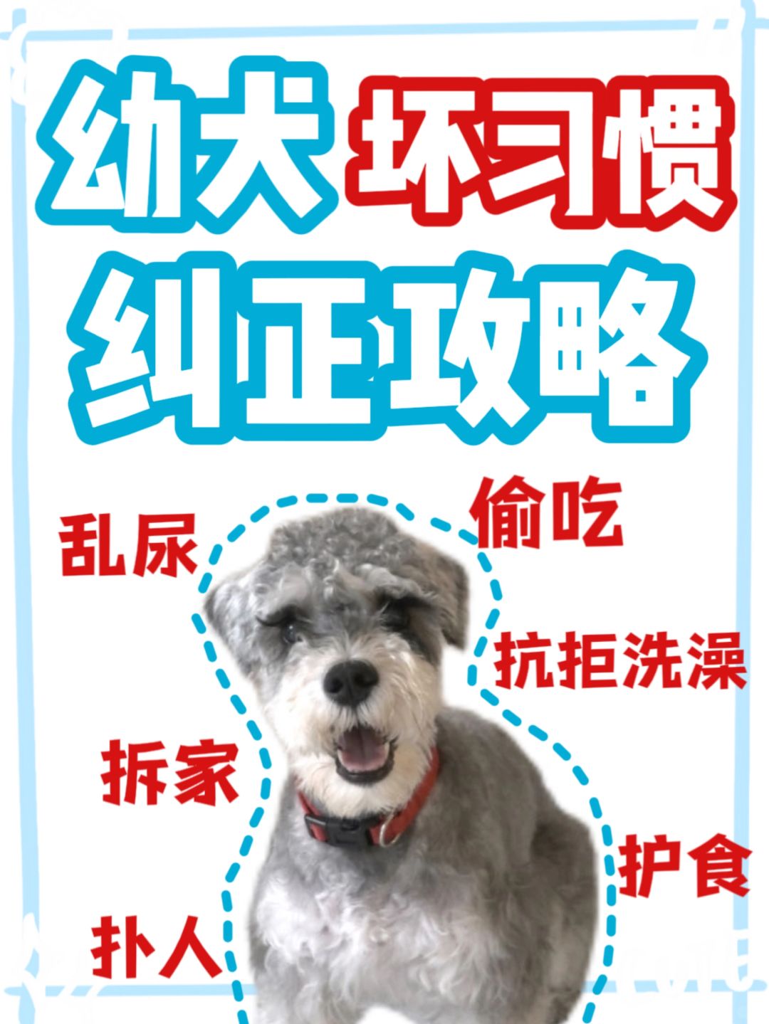 幼犬坏习惯纠正！乖狗狗要从小抓起！