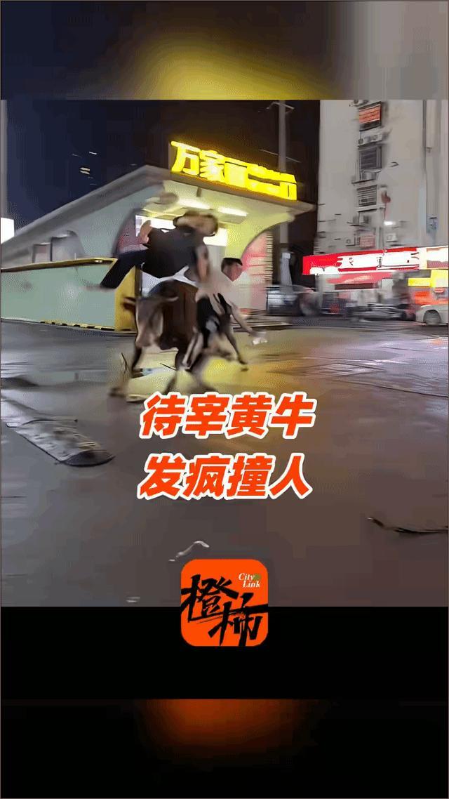 无妄之灾！深夜长沙街头一头几百斤的黄牛突然从批发市场逃出来，连撞伤三名路人，特警