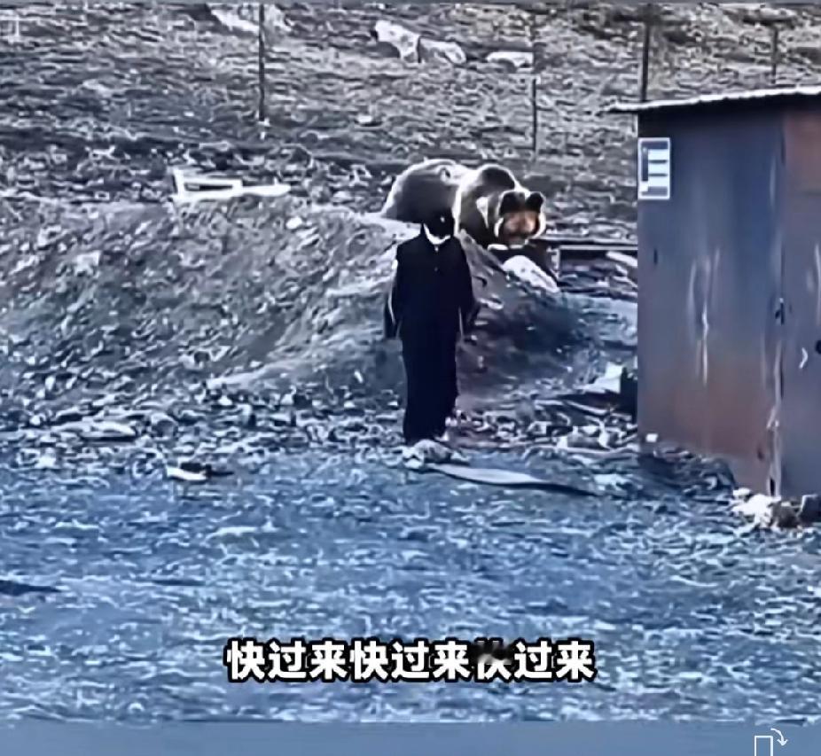 真是不知者无畏！女子近距离接触藏马熊，被拍照男子紧急召回，女子还恋恋不舍一步三回