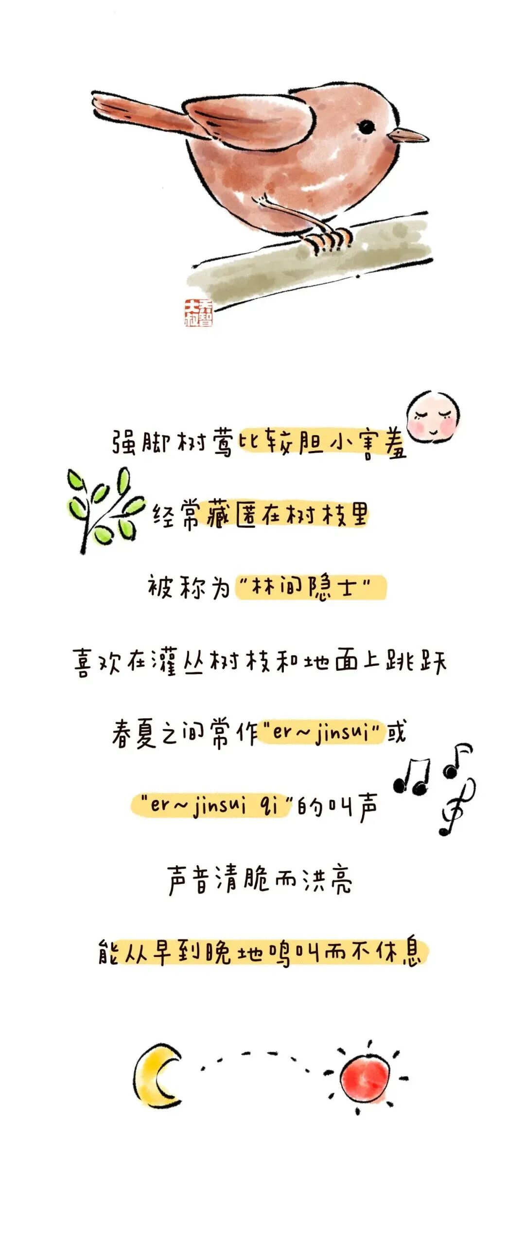 常见鸟儿图鉴 | 强脚树莺