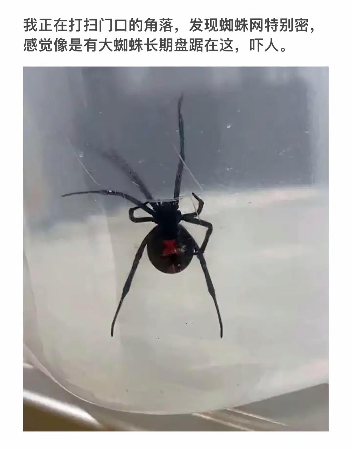扫个角落，发现只大蜘蛛，吓死宝宝了！