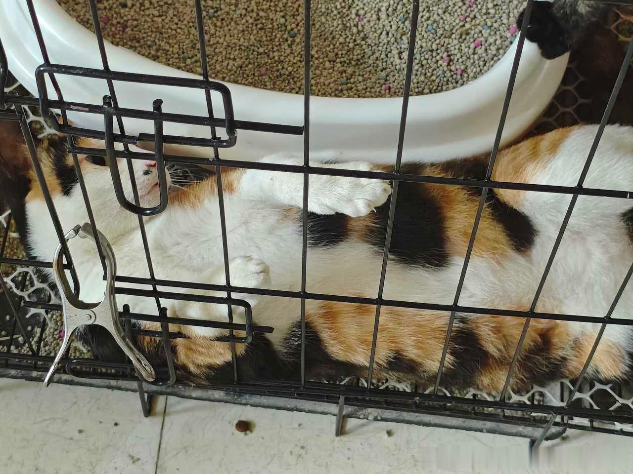 ❗【南通启东吕四港镇猫咪找领养】猫咪领养 🐱南通领养 小猫情况：流浪猫母女，5